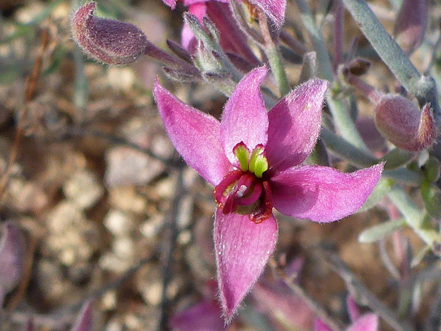 Five purple sepals