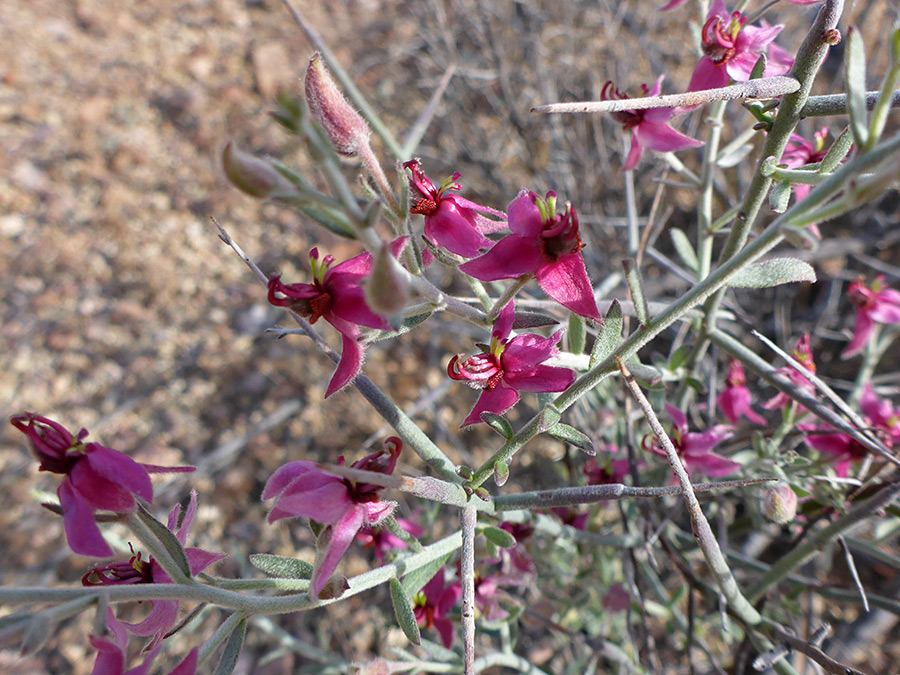 Grey-green stems and leaves