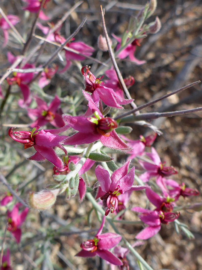 Flowers and leaves