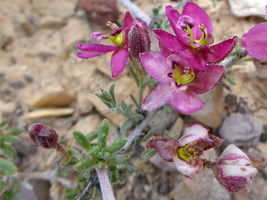 Cluster of flowers