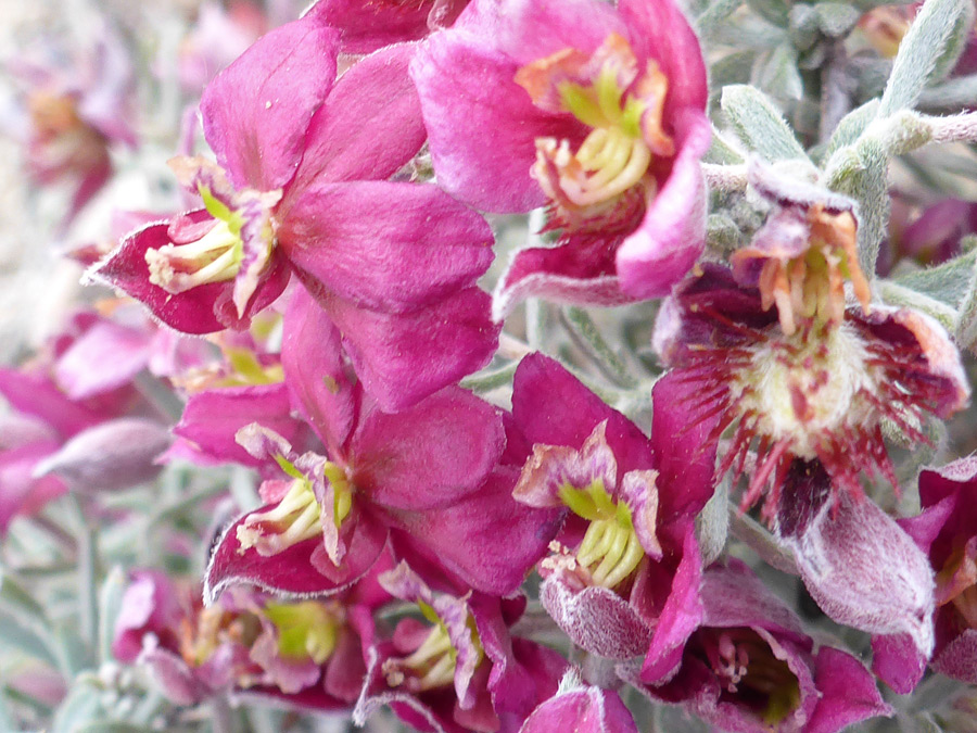 Pink-purple flowers