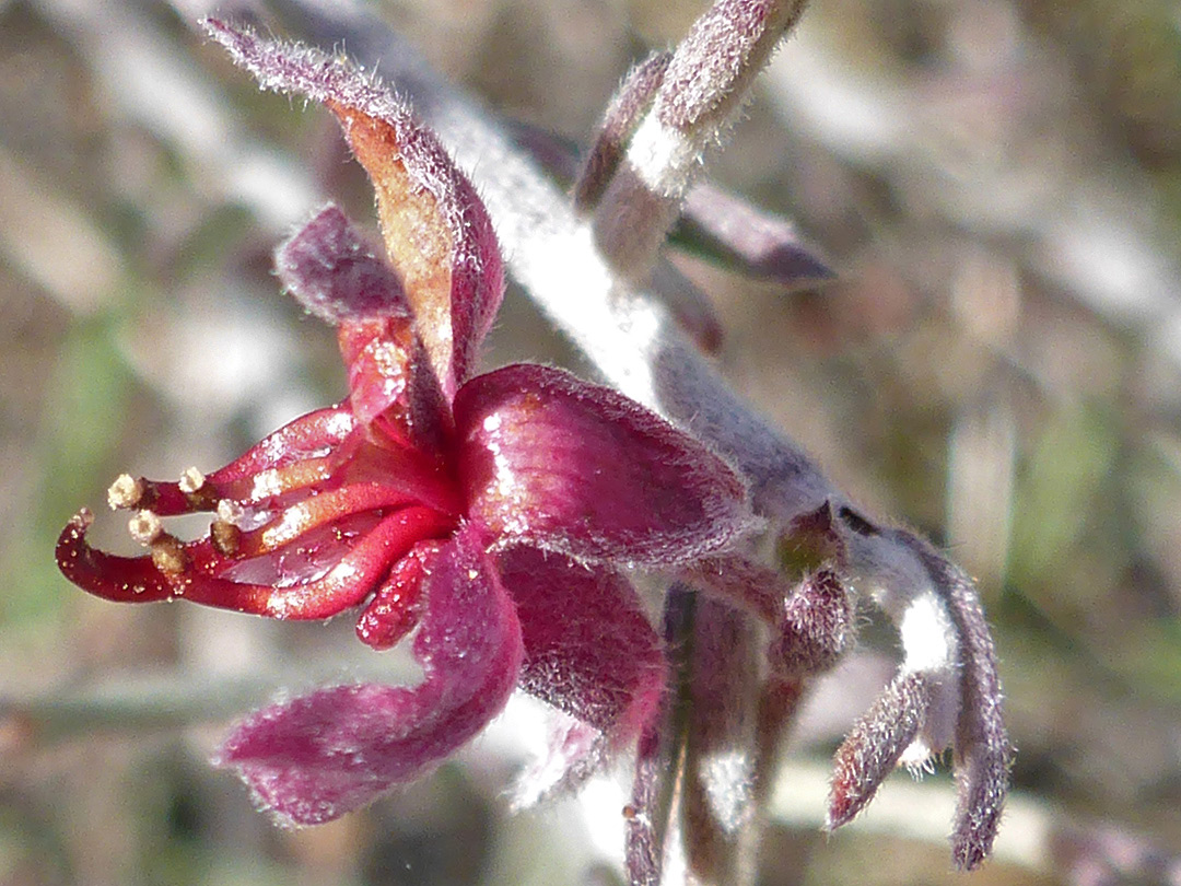 Red-purple flower