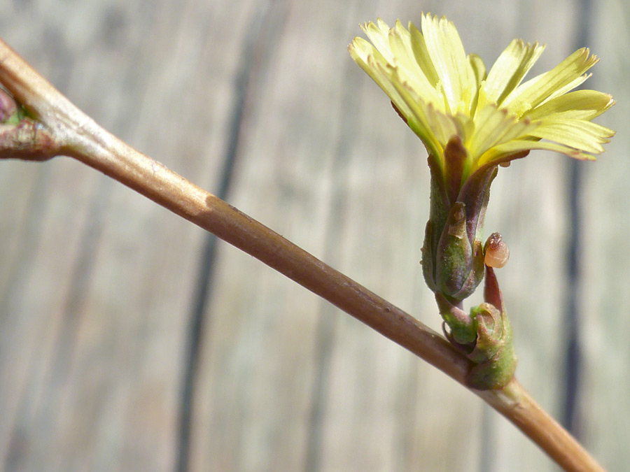 Stem and flowerhead