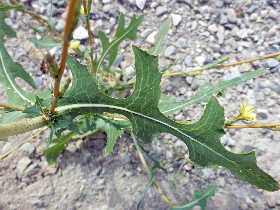 Lobed leaf