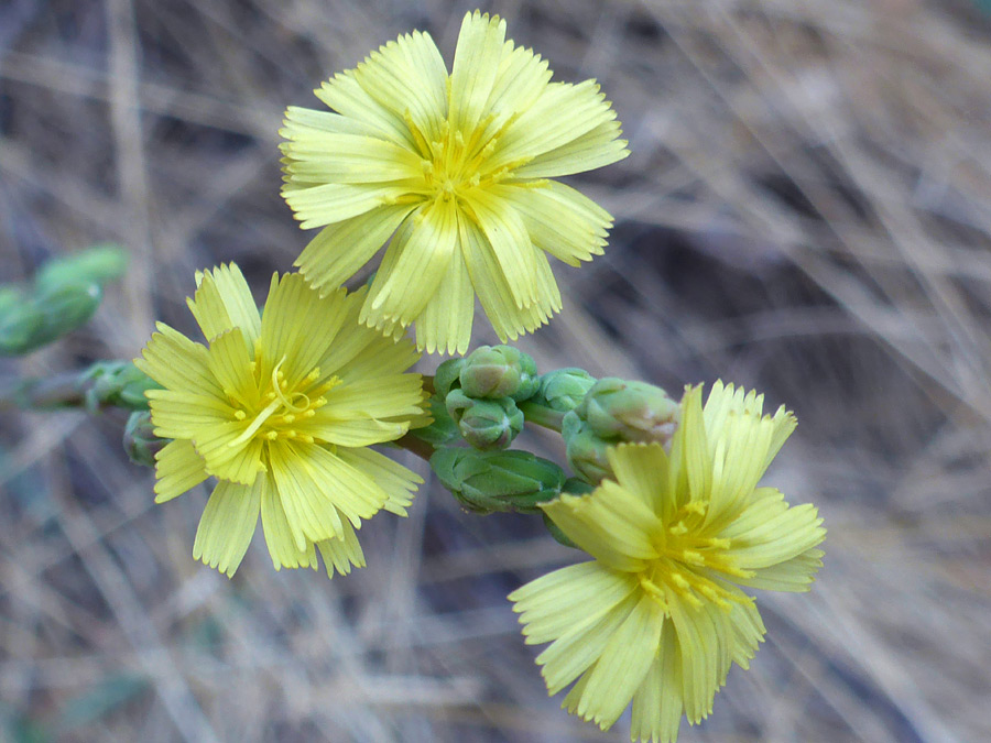 Three open flowerheads