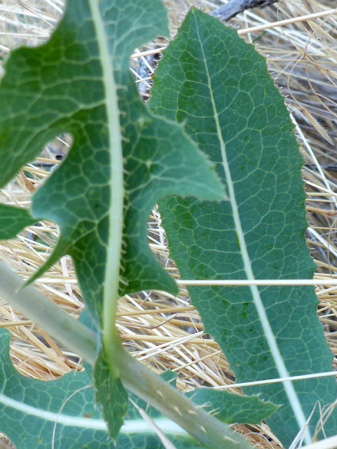 Prominent leaf veins