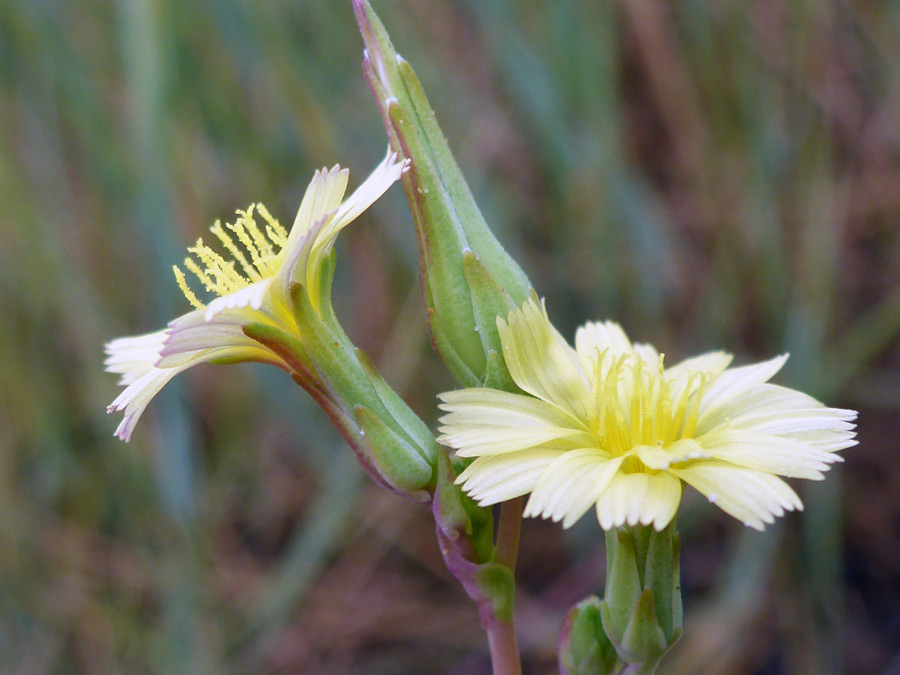 Phyllaries