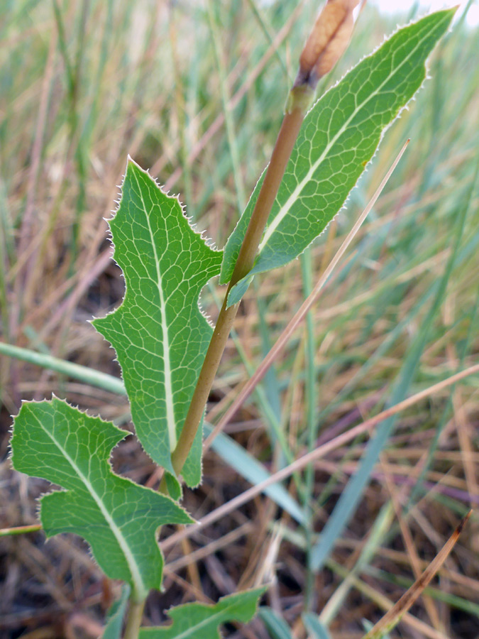 Stem leaves