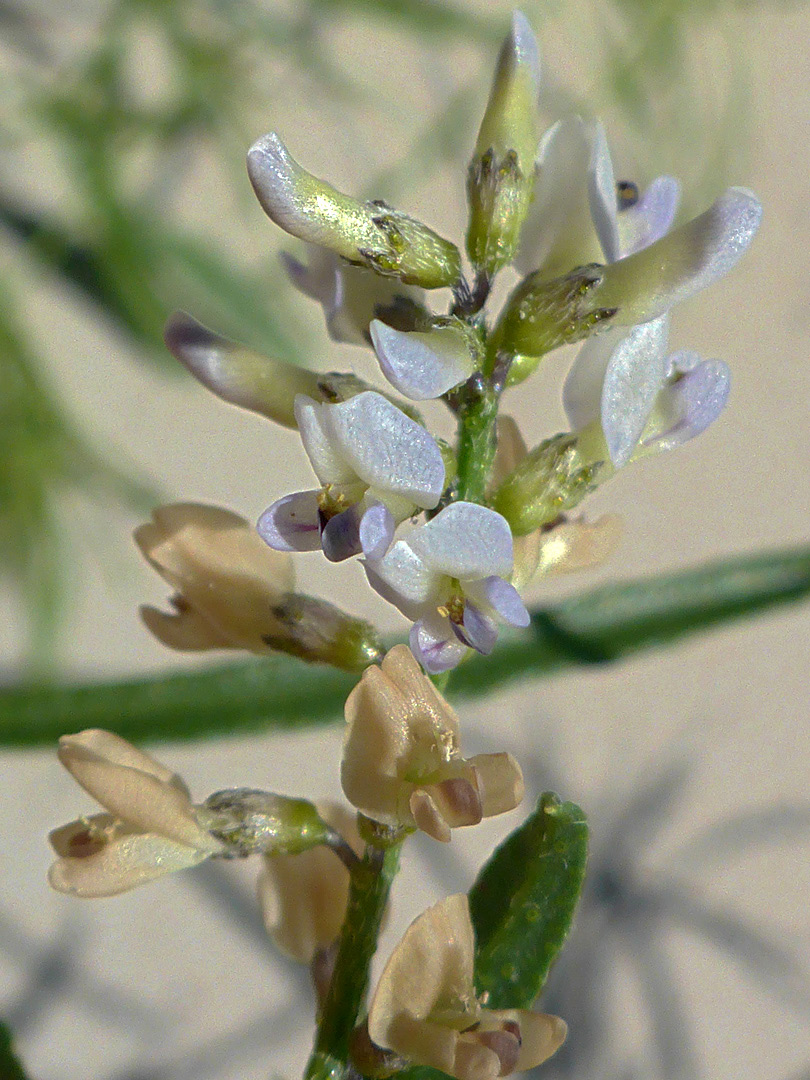 Elongated flower cluster