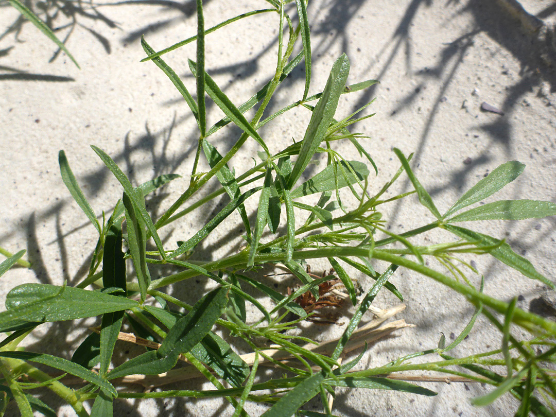 Palmate leaves