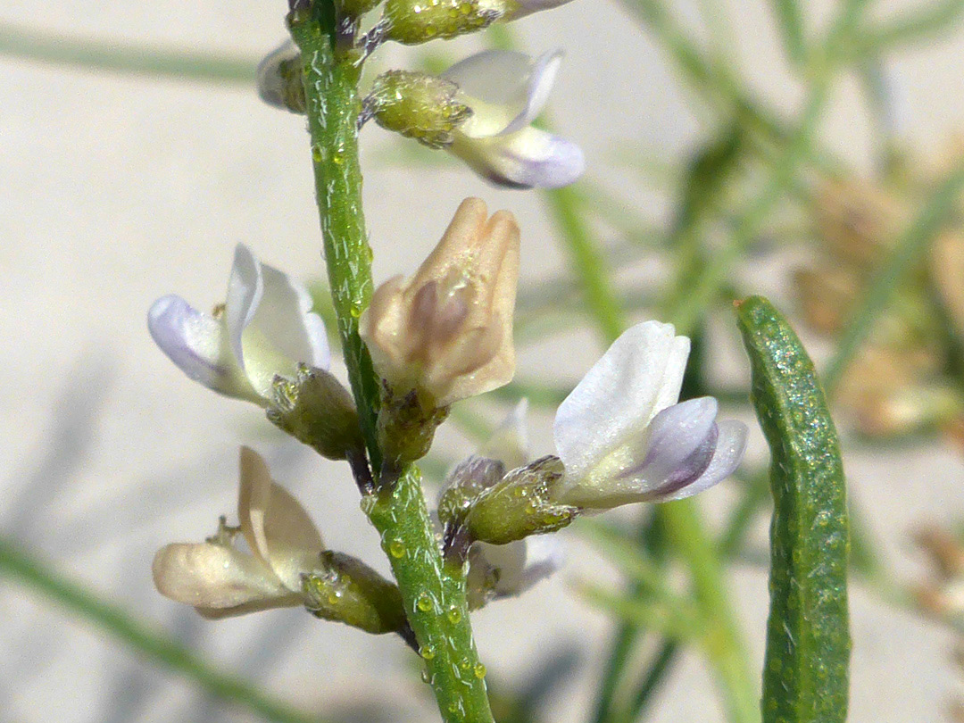 Pale-colored flowers