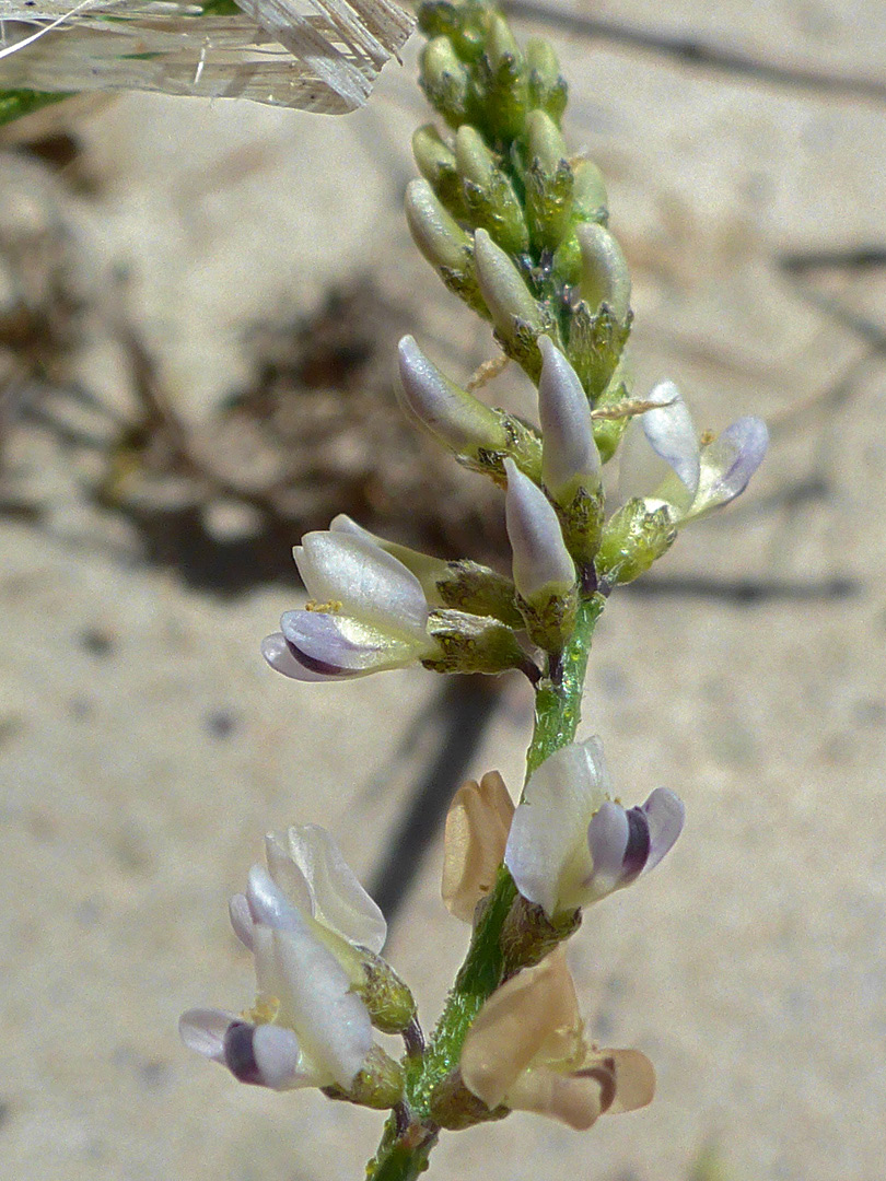 Developing inflorescence