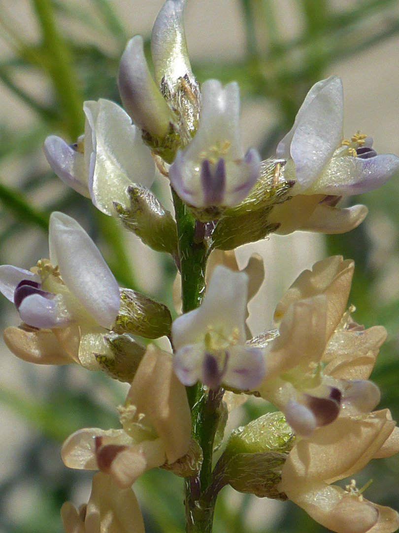 Purplish and light brown flowers