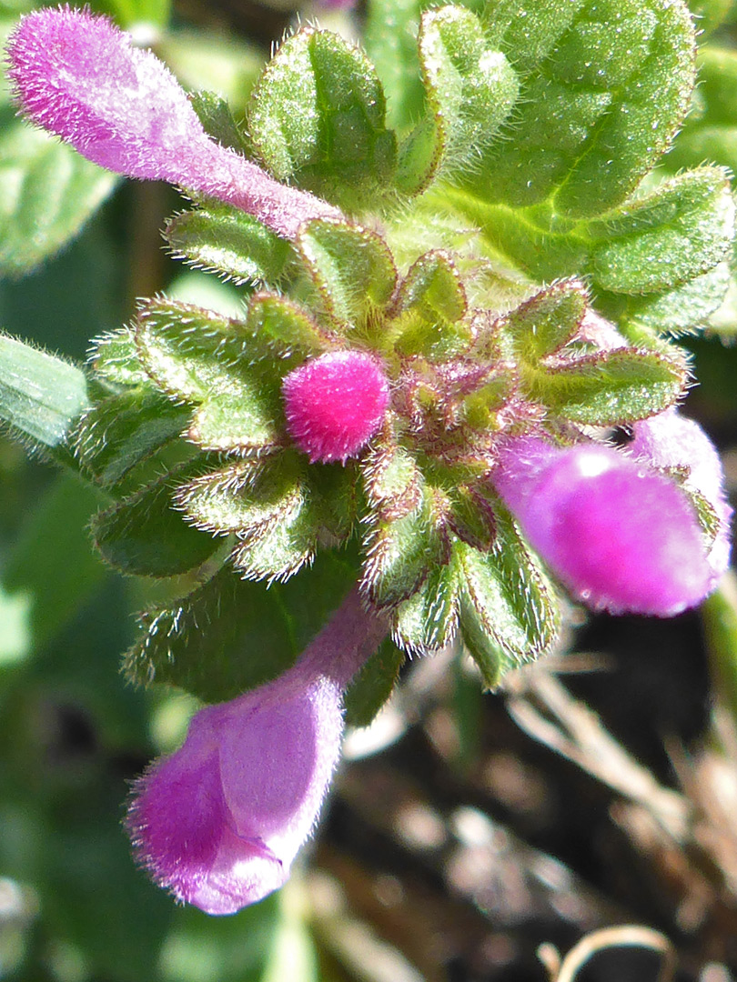 Inflorescence