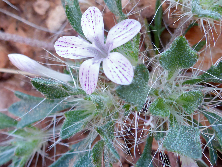 Flower and leaves