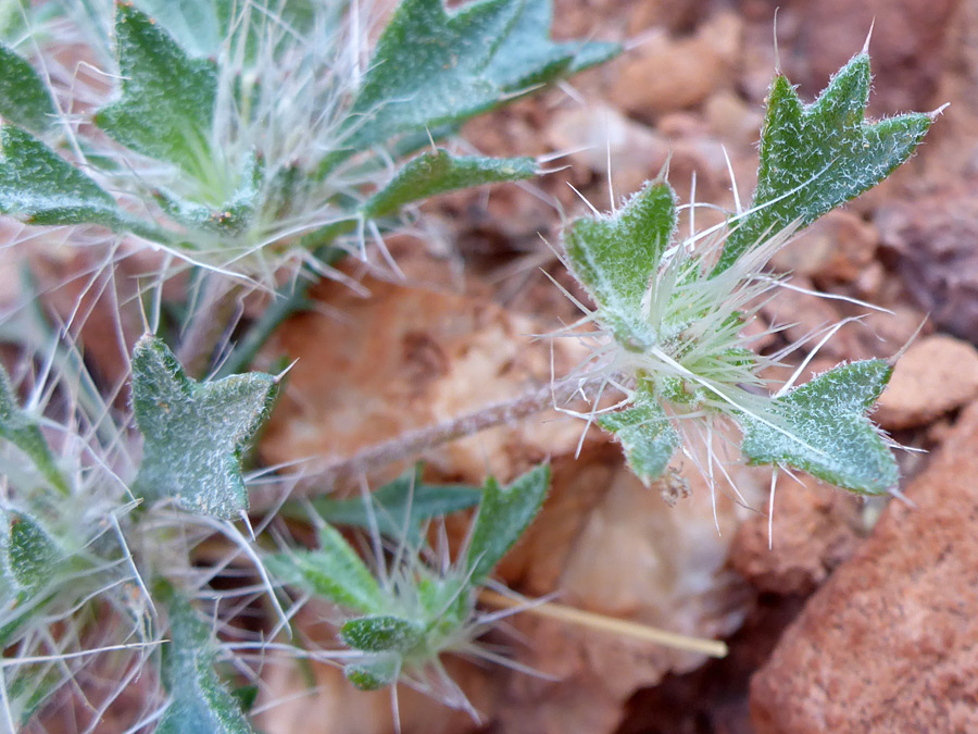 Spiny leaves