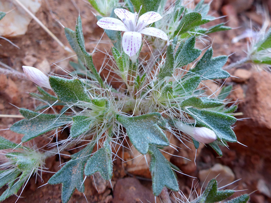 Flower and buds