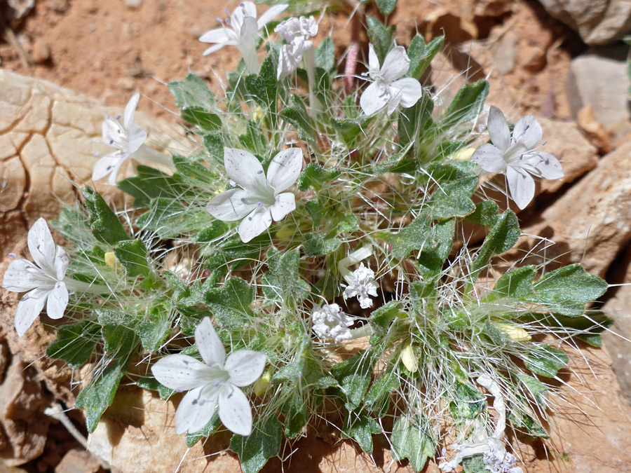 Flowering stems