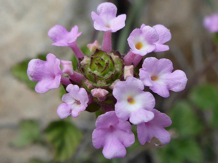 Tiny pink flowers