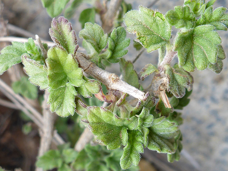 Thick, hairy leaves