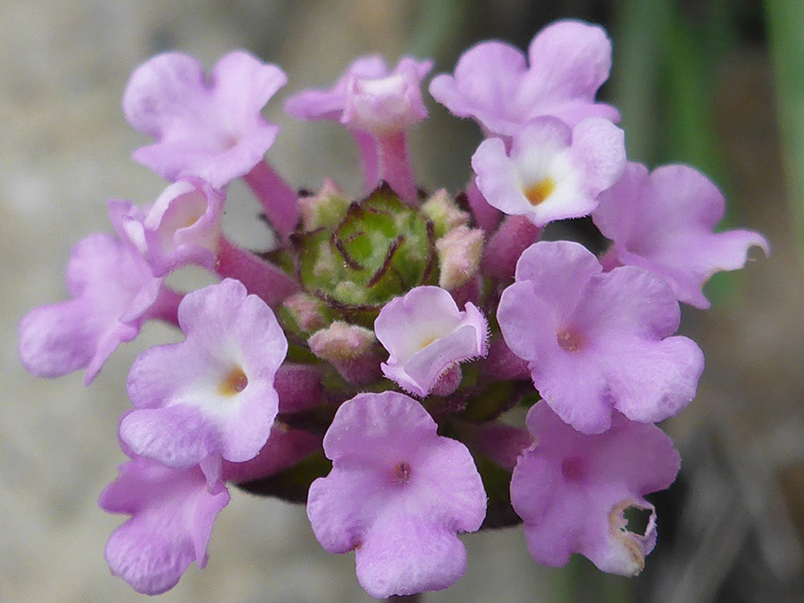 Spherical flower cluster