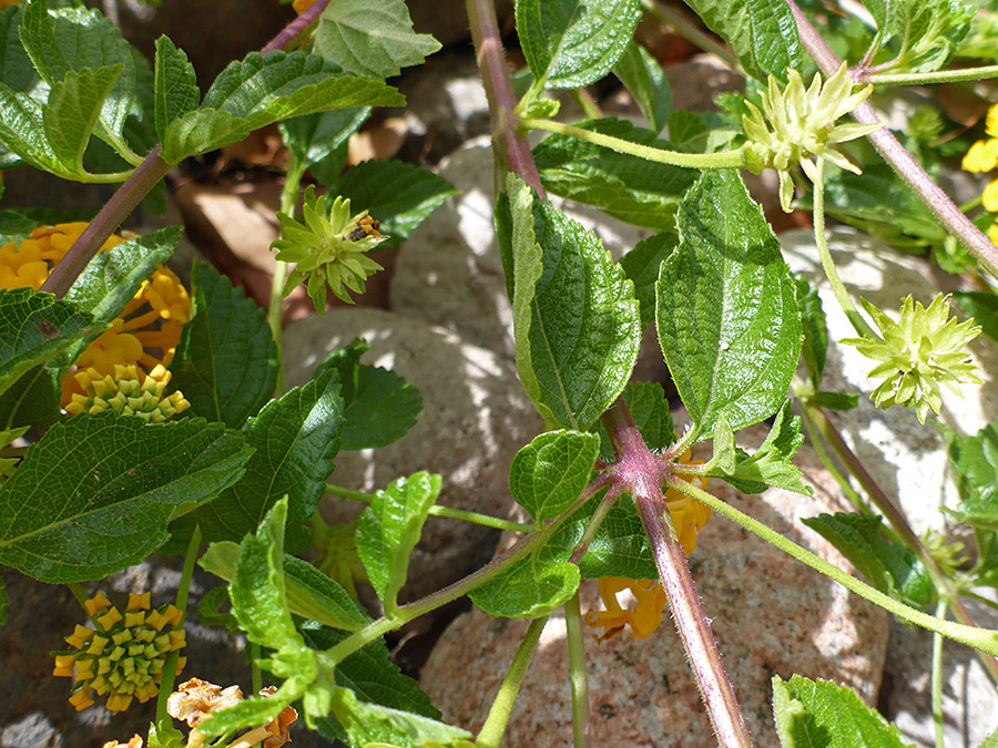 Leaves and stems