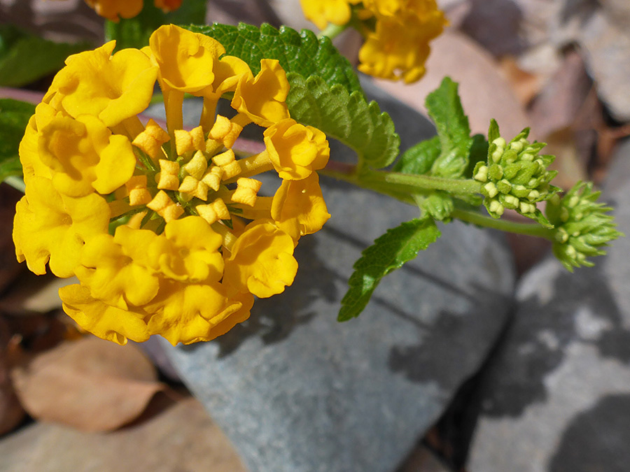 Flowers and buds