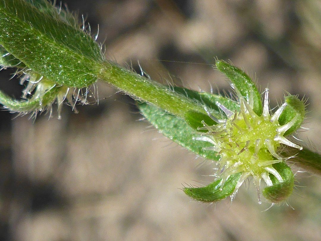 Flowers and spiny fruits