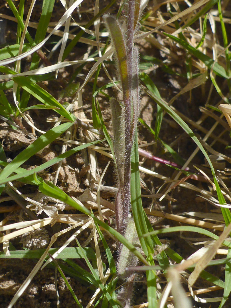Lower stem
