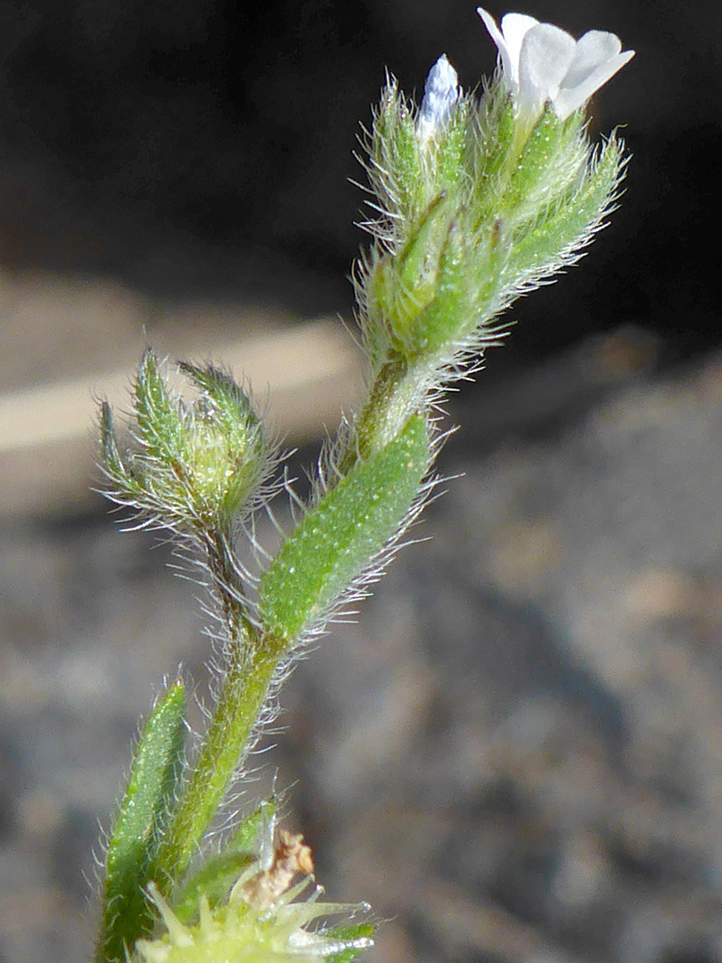Hairy stem and flowers