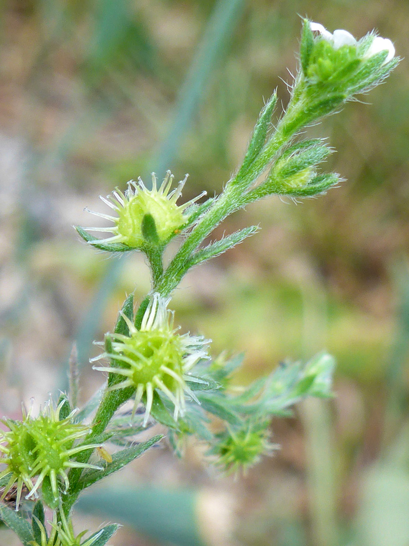 Fruits and flowers