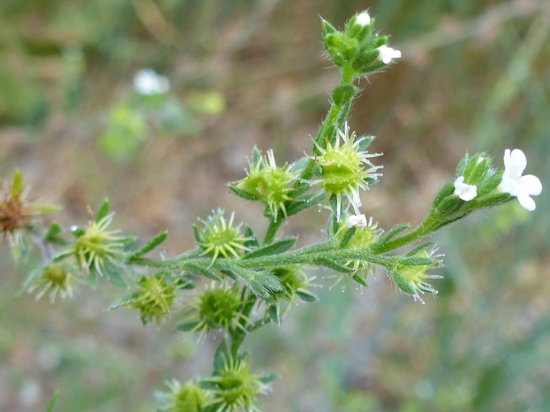 Two stems