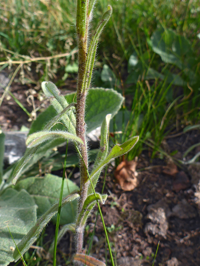 Hairy, alternate leaves