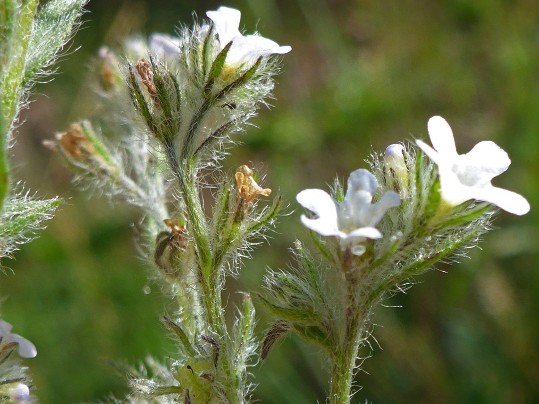 Hairy sepals