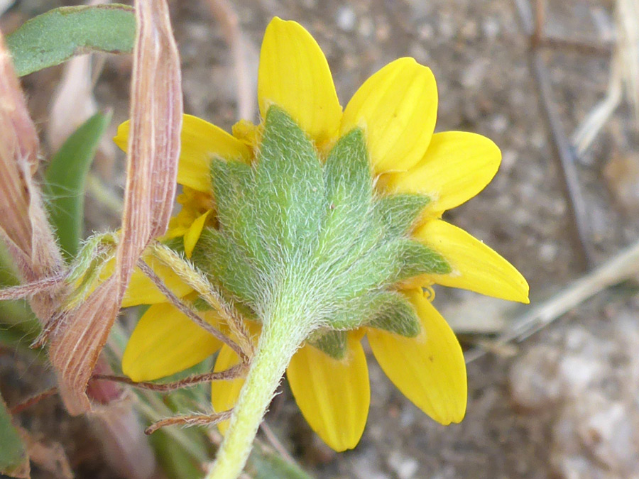 Hairy phyllaries