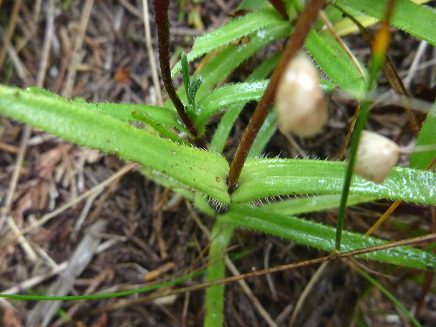 Opposite stem leaves