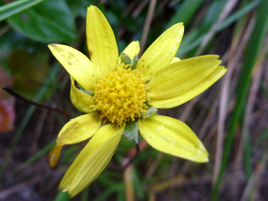 Yellow flowerhead