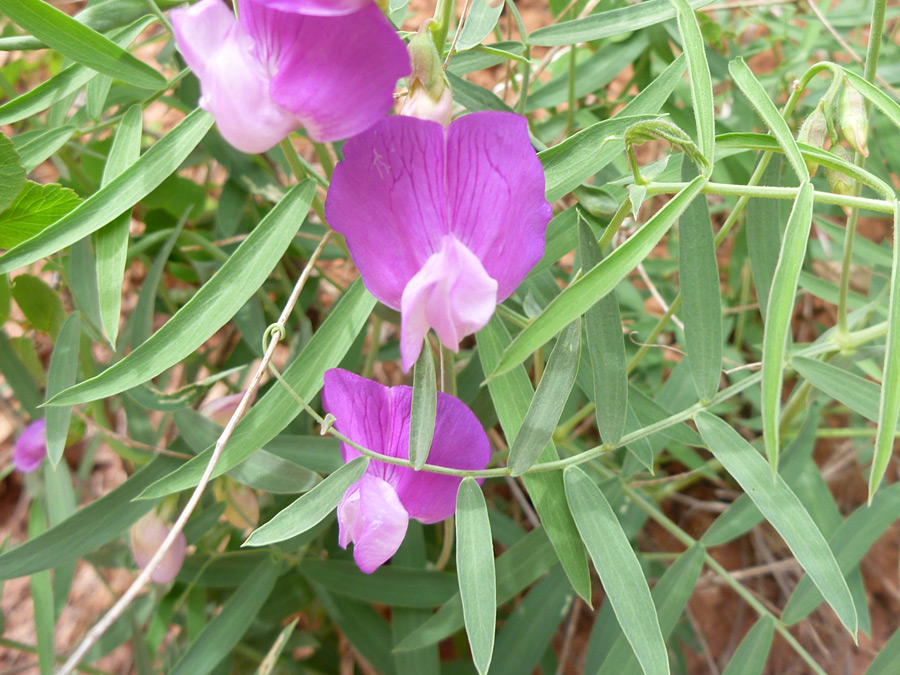 Pink flowers