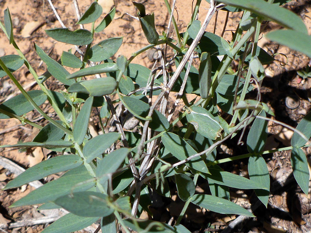 Pinnate leaves