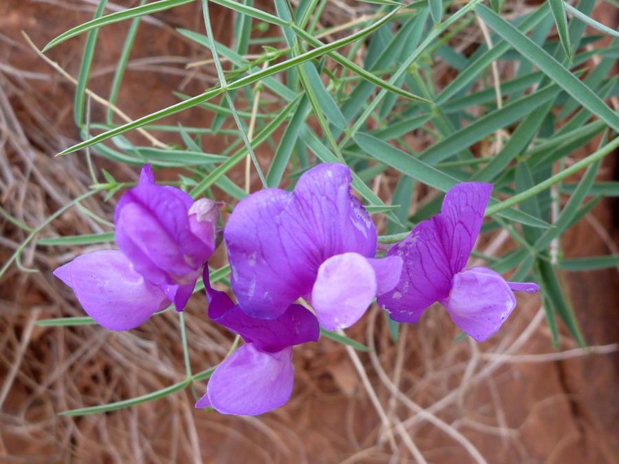 Four flowers