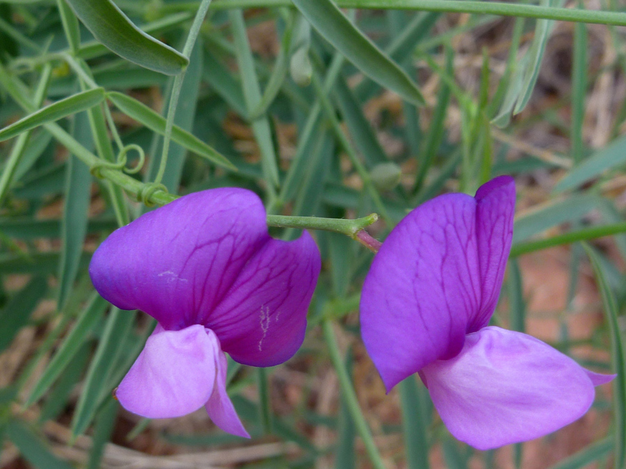 Two flowers