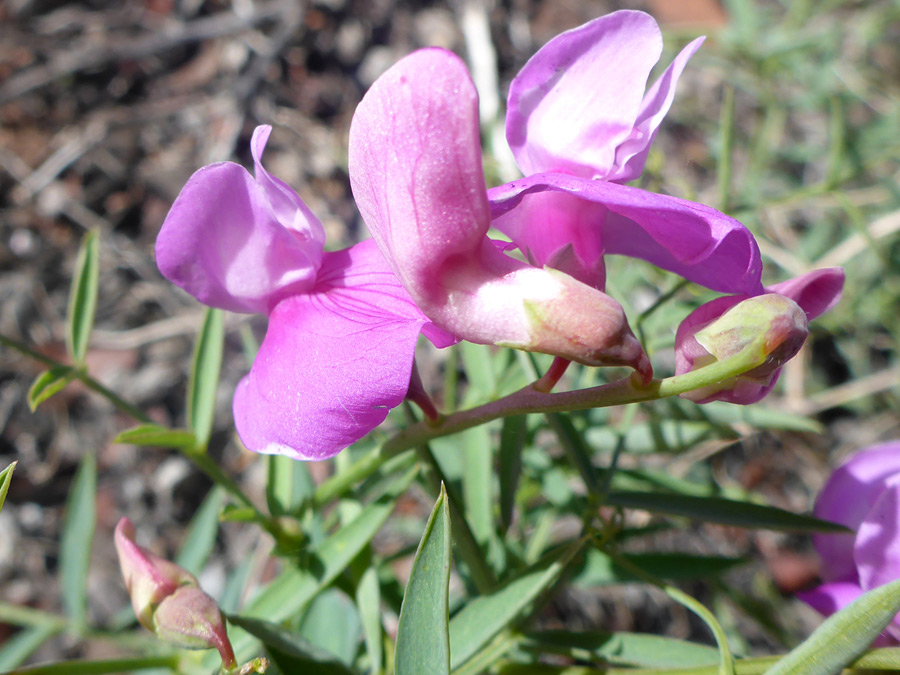 Pink-purple flowers