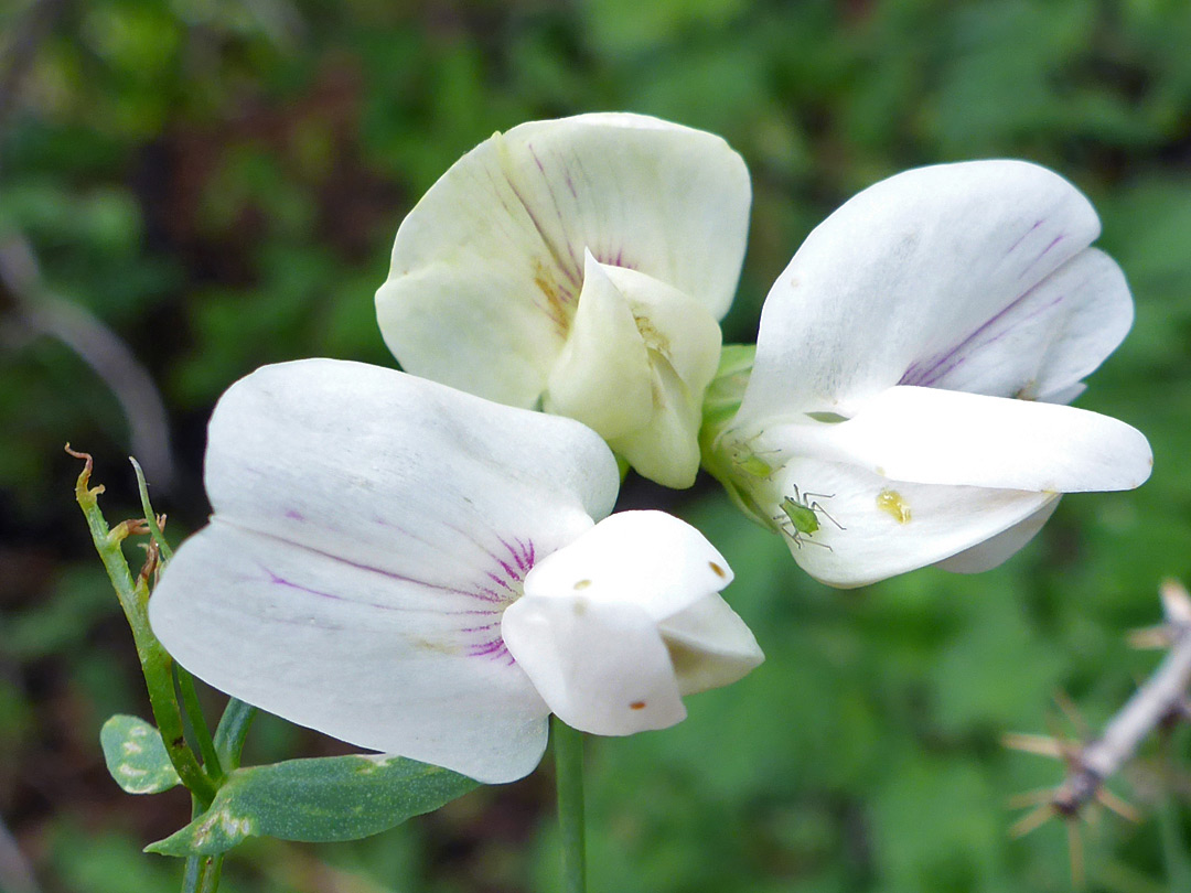 White flowers