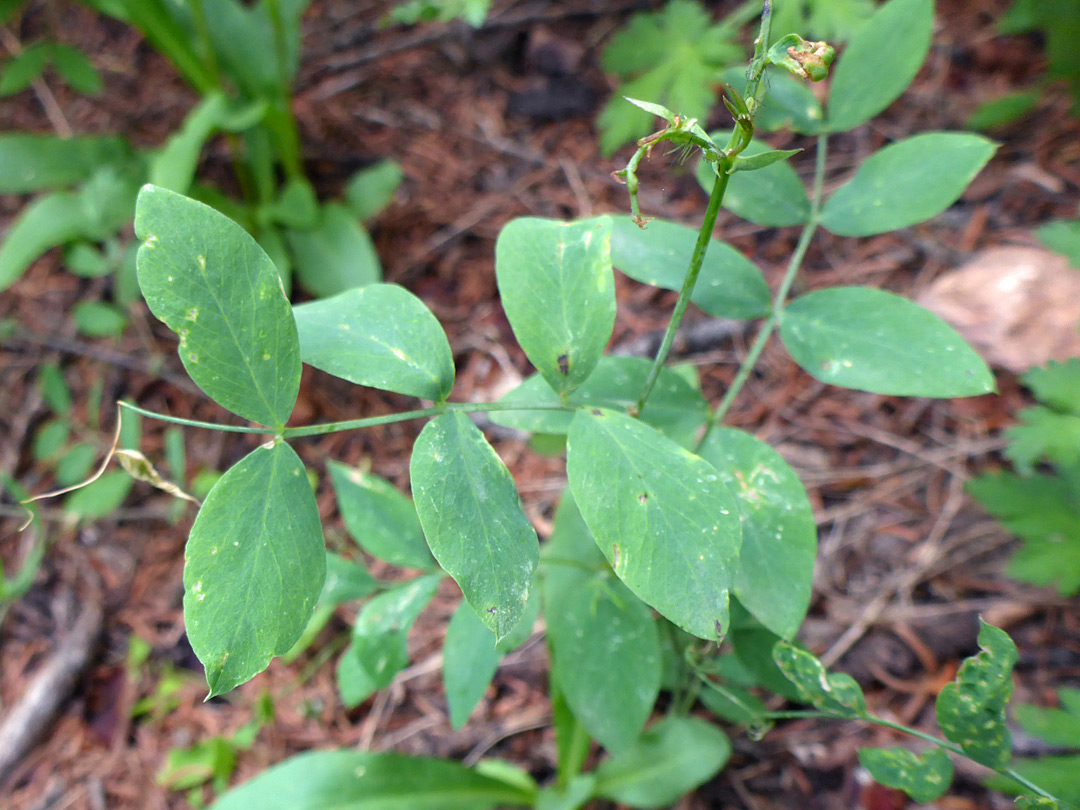 Pinnate leaves