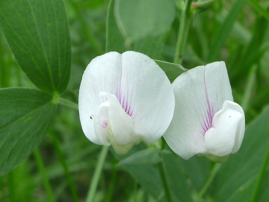 White flowers with purple veins