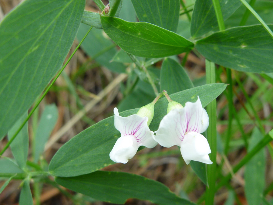 Small flowers