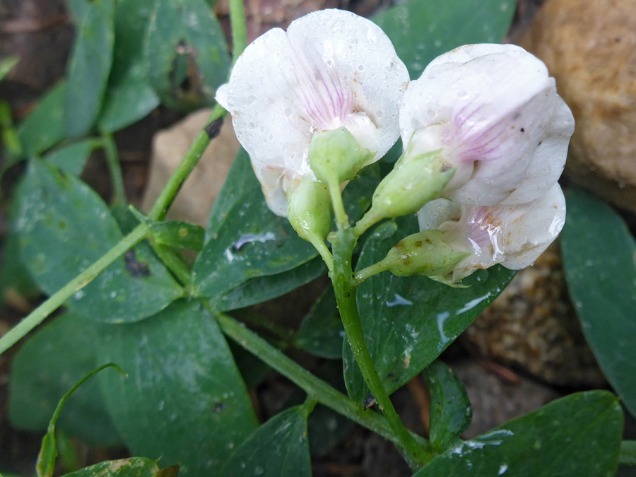 Green calyces