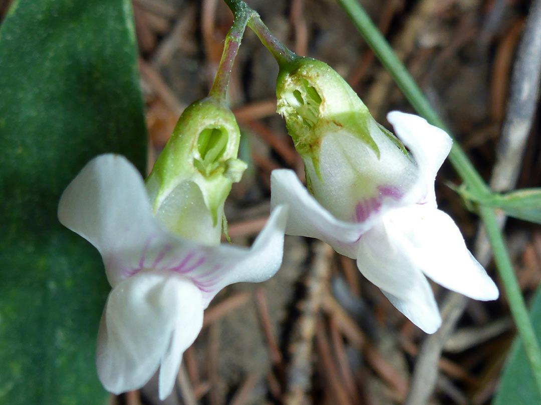 Pair of flowers