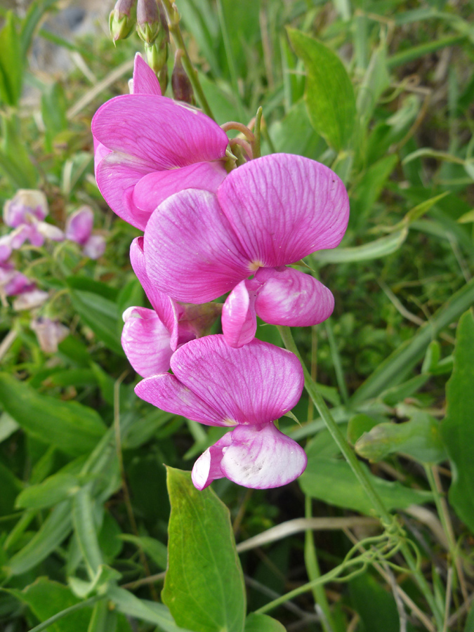 Bright pink flowers