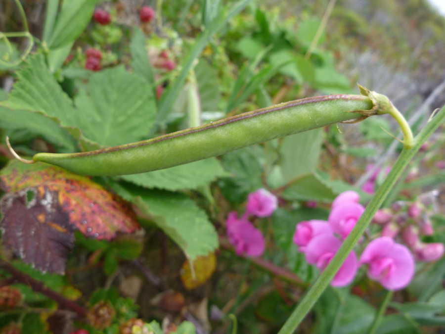 Seed pod